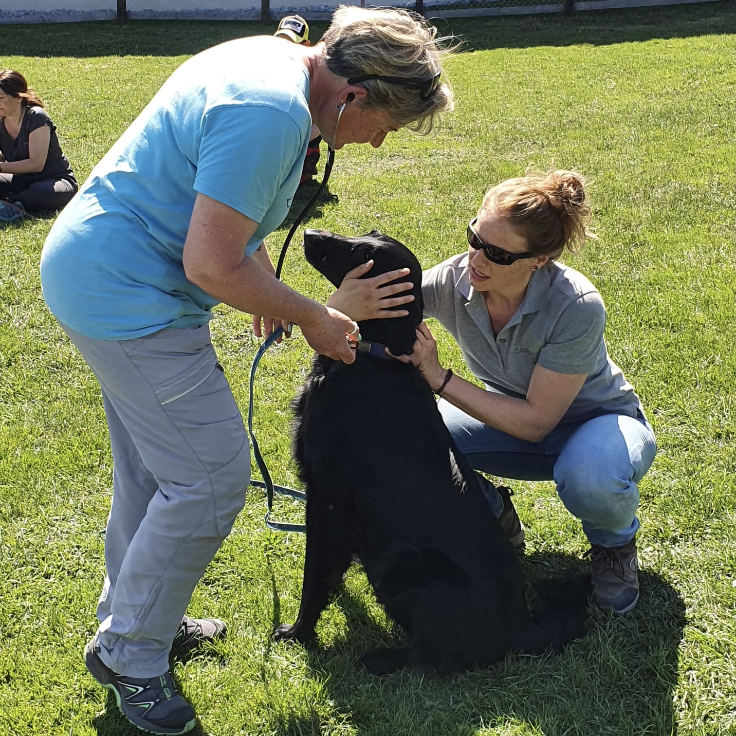 Hundetraining