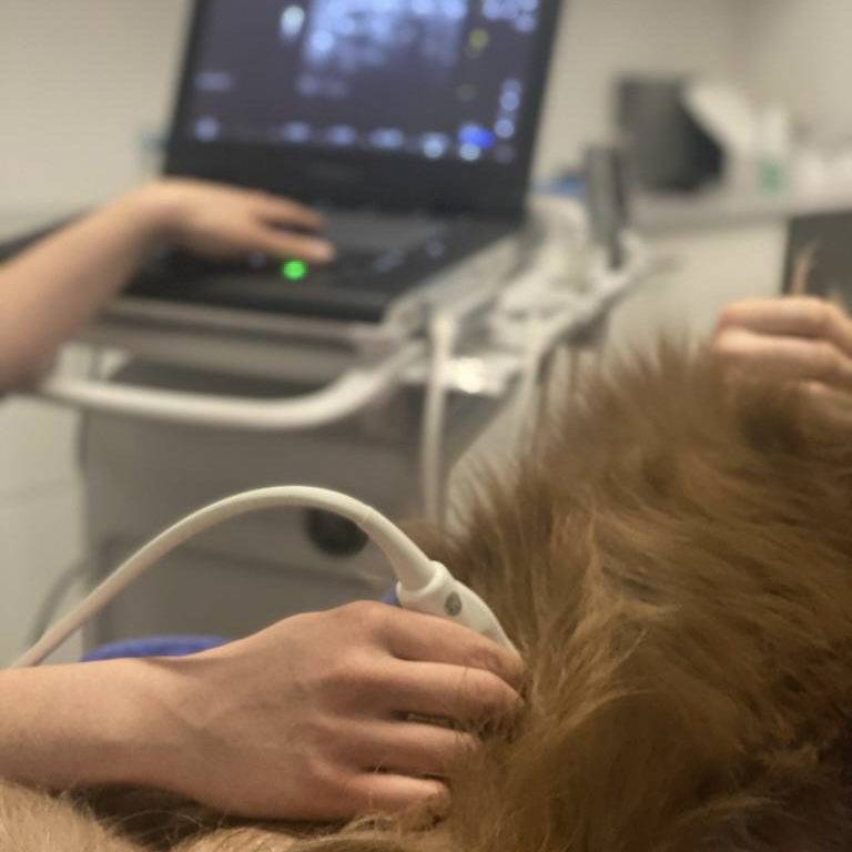 Tierarztpraxis Capricorn Diagnostik Ultraschall